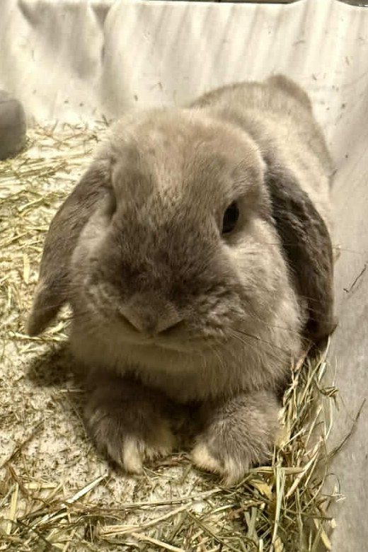 Lilo