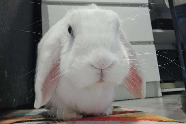 Koko