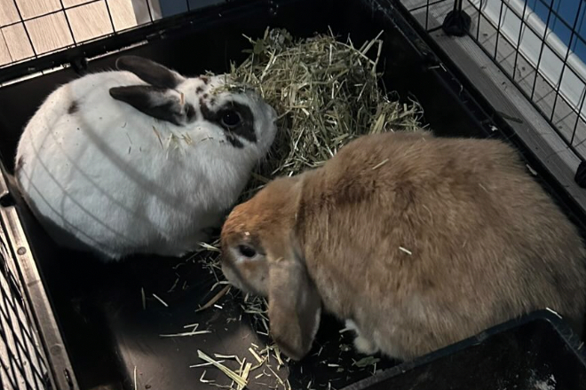 Rudy&Biała