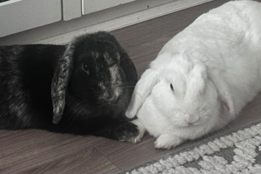 Benek&Tula