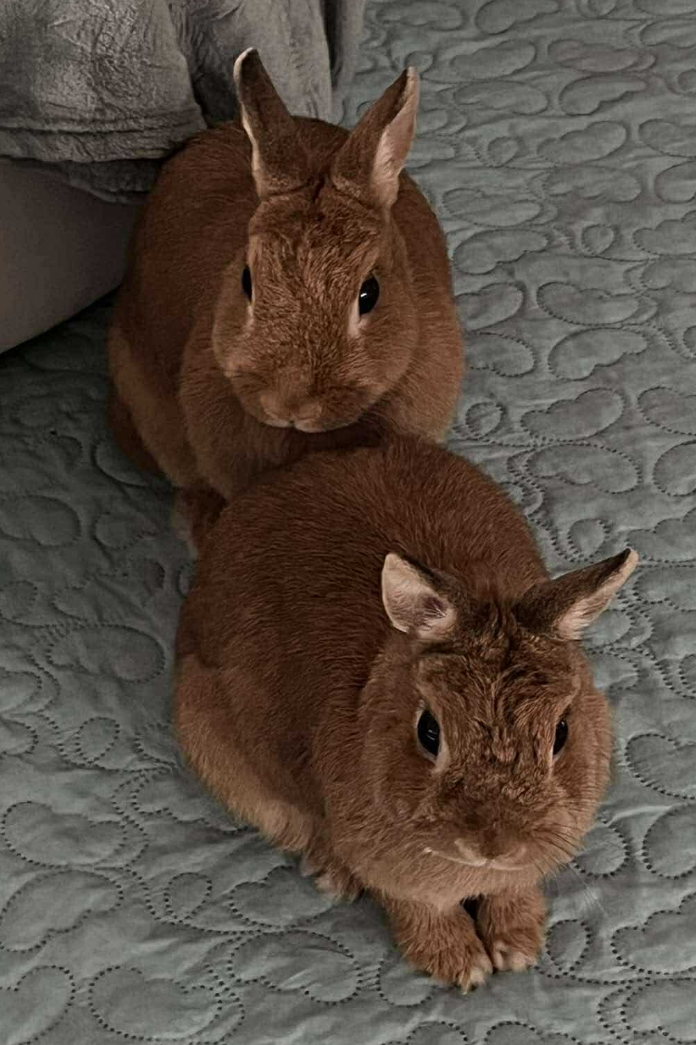 Bobki
